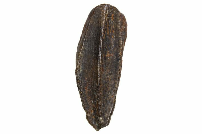 Fossil Juvenile Hadrosaur (Edmontosaurus) Tooth - Montana #340921